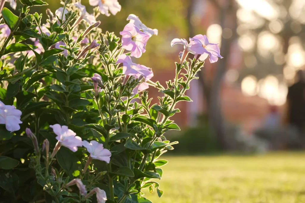 best plants for North Carolina landscapes